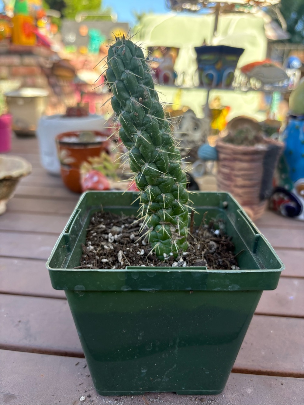 Unbranded Green Column Cactus in Green Pot